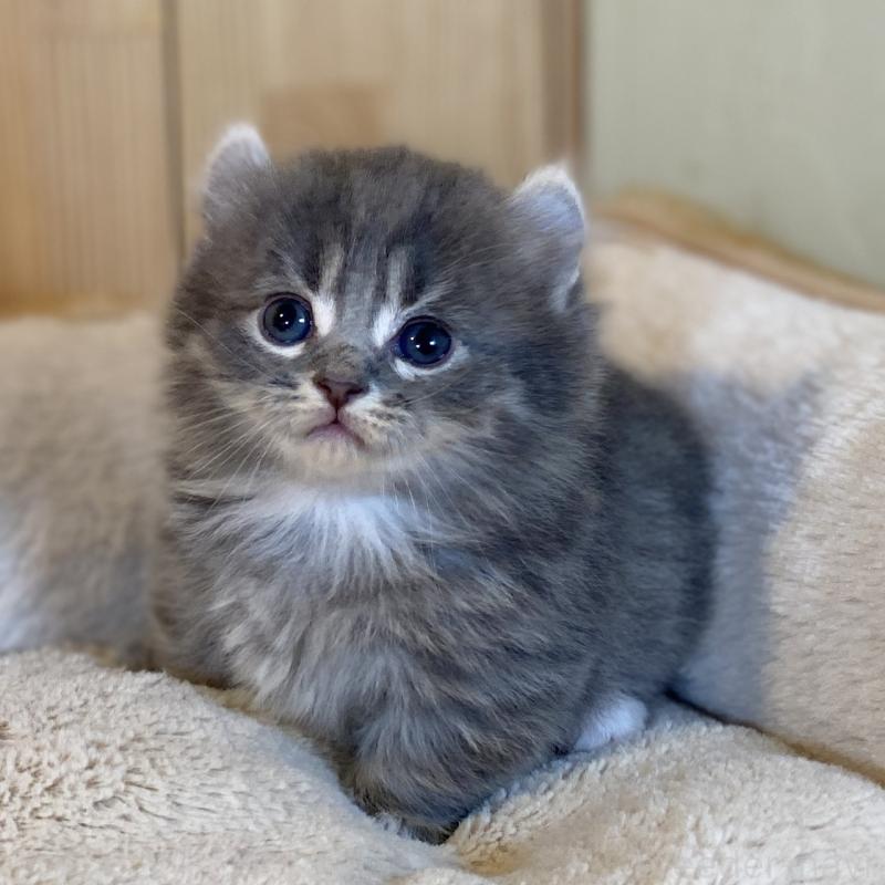 販売中の長野県のキンカロー-133836の1枚目