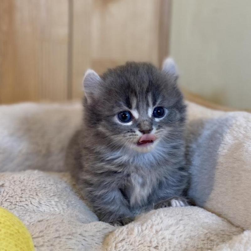 販売中の長野県のキンカロー-133836の9枚目