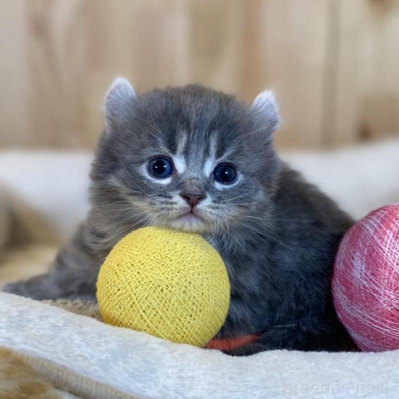 販売中の長野県のキンカロー-133836の8枚目