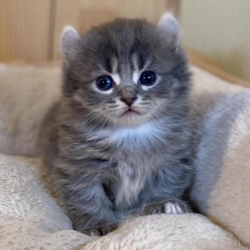 販売中の長野県のキンカロー-133836の6枚目