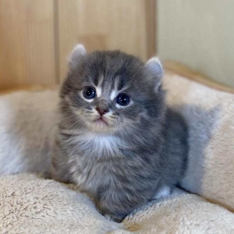 販売中の長野県のキンカロー-133836の5枚目