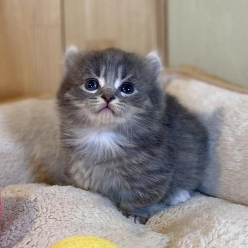 販売中の長野県のキンカロー-133836の4枚目