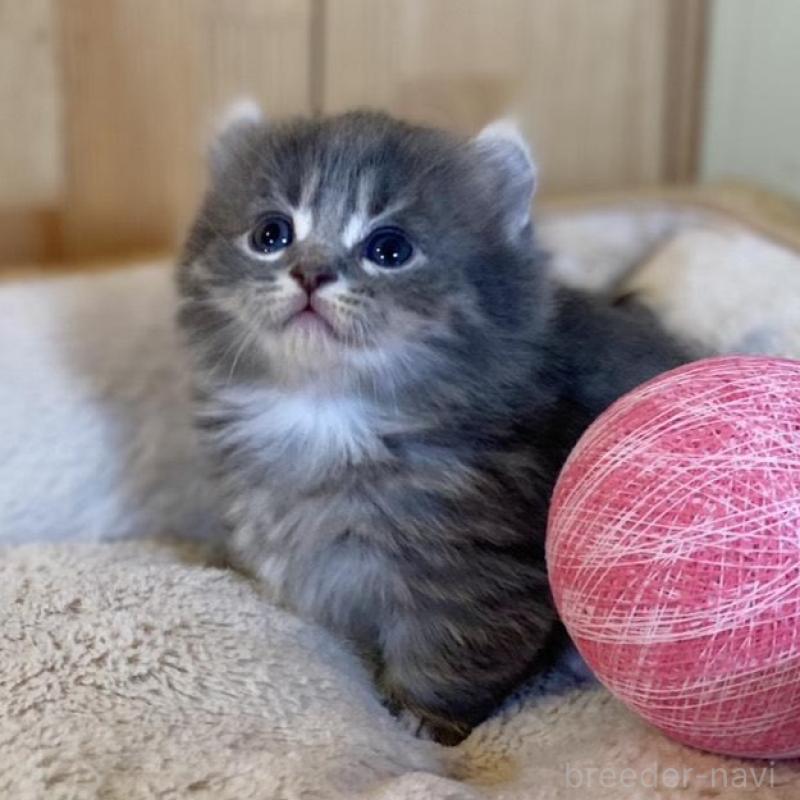 販売中の長野県のキンカロー-133836の2枚目