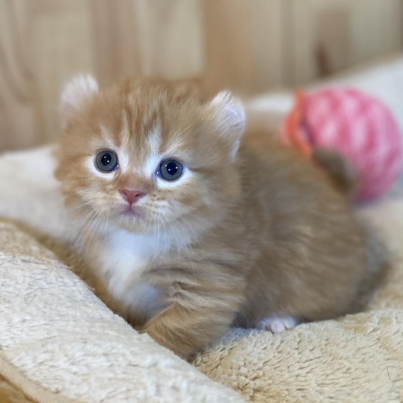 販売中の長野県のキンカロー-133837