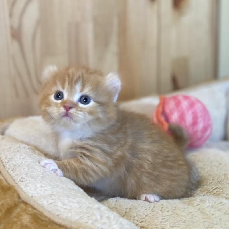 販売中の長野県のキンカロー-133837の9枚目