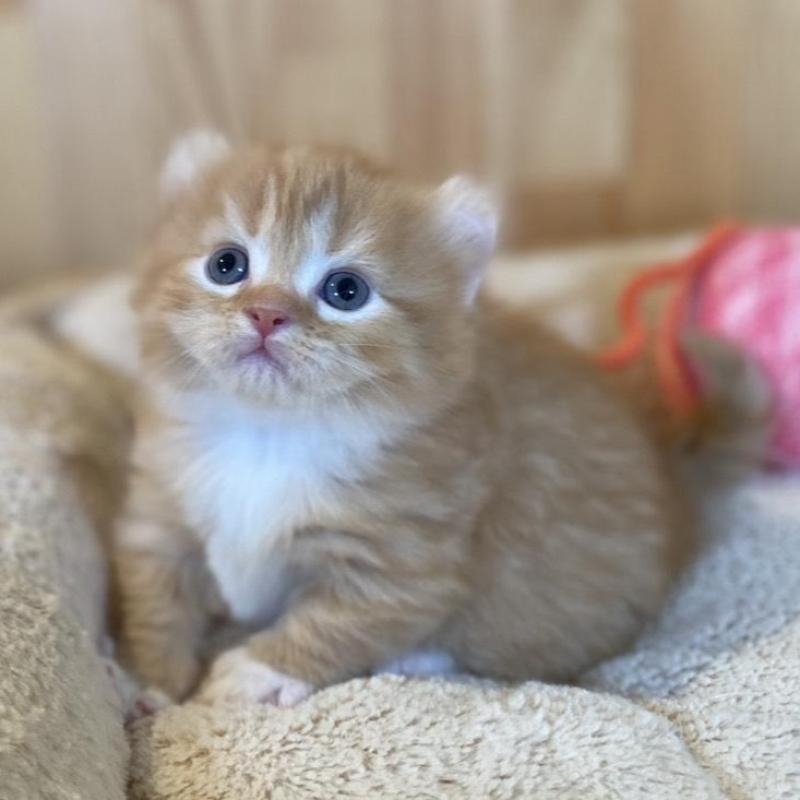 販売中の長野県のキンカロー-133837の8枚目