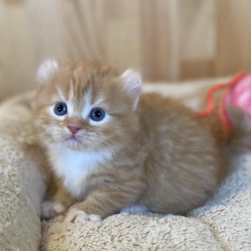 販売中の長野県のキンカロー-133837の7枚目