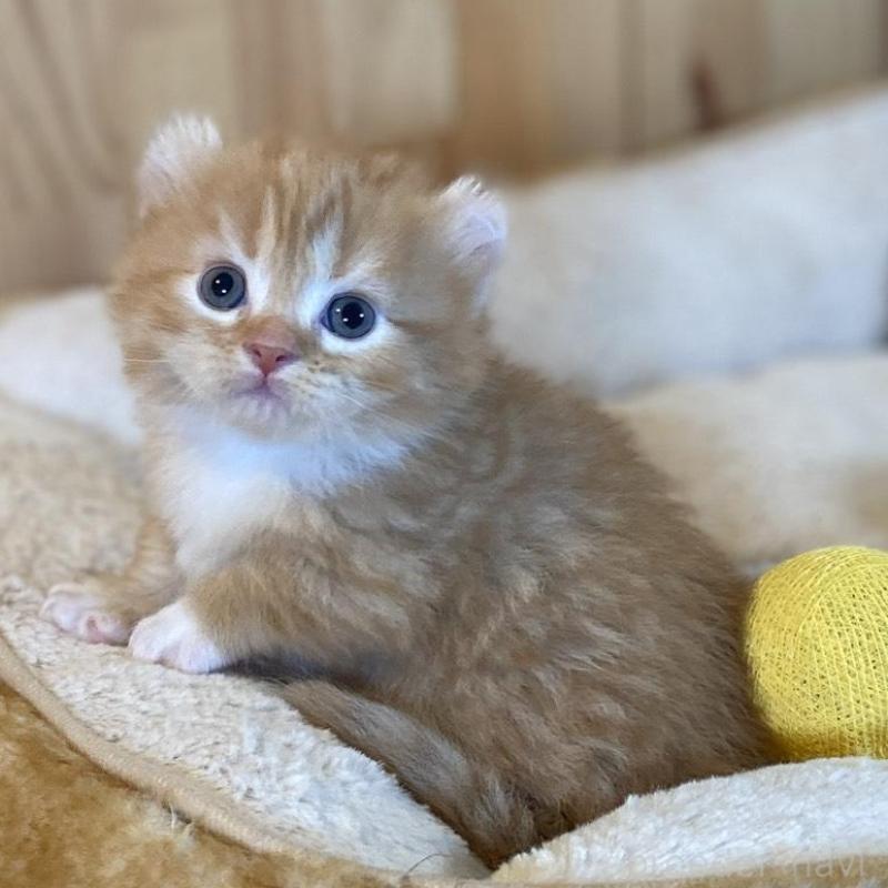 販売中の長野県のキンカロー-133837の6枚目