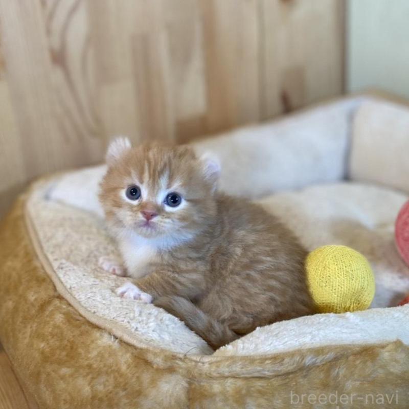 販売中の長野県のキンカロー-133837の5枚目