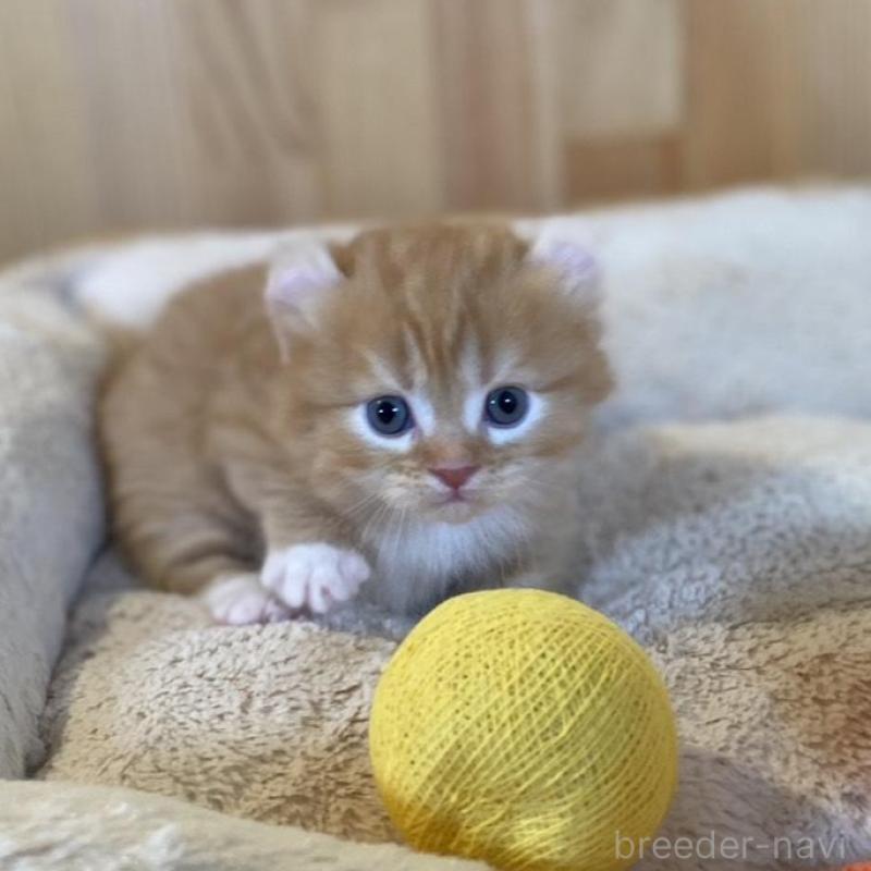 販売中の長野県のキンカロー-133837の4枚目