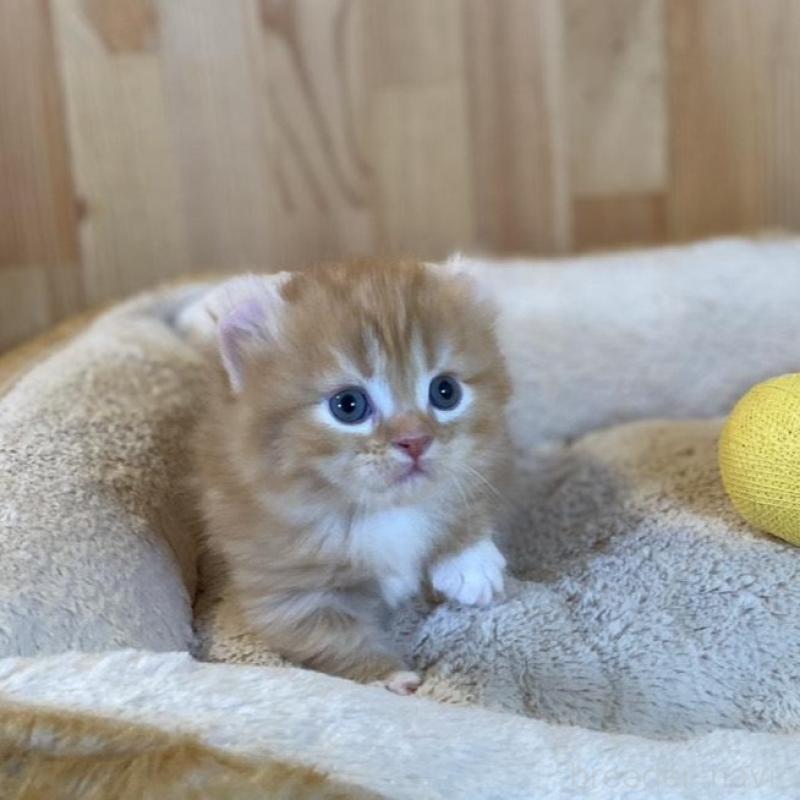 販売中の長野県のキンカロー-133837の3枚目