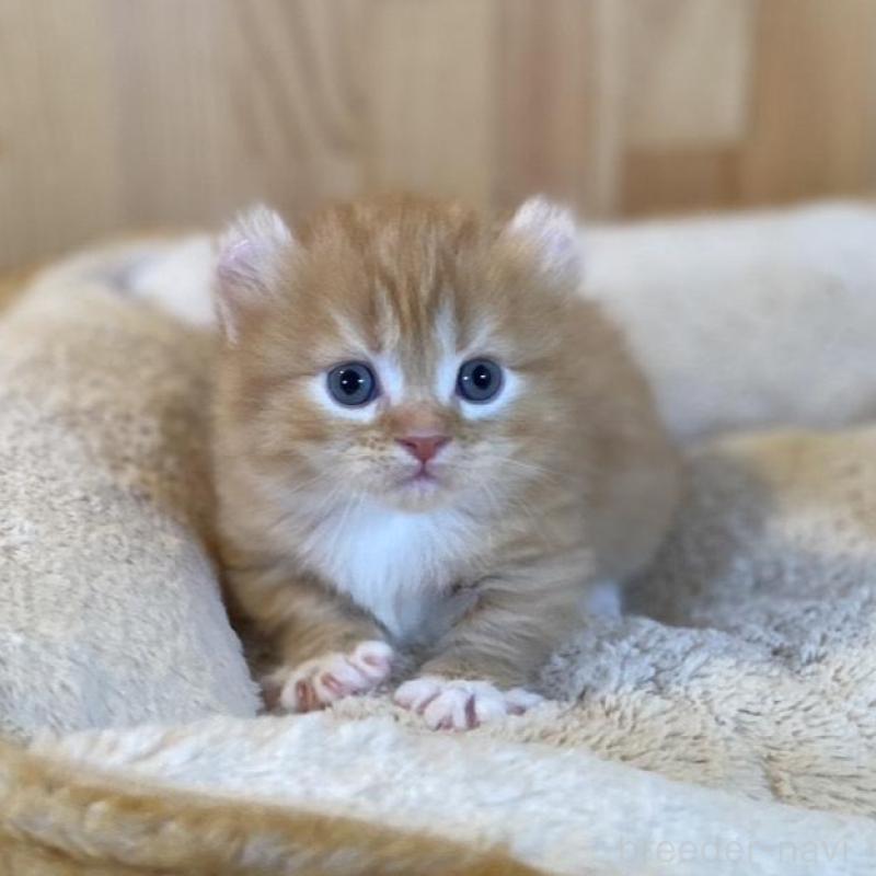 販売中の長野県のキンカロー-133837の2枚目