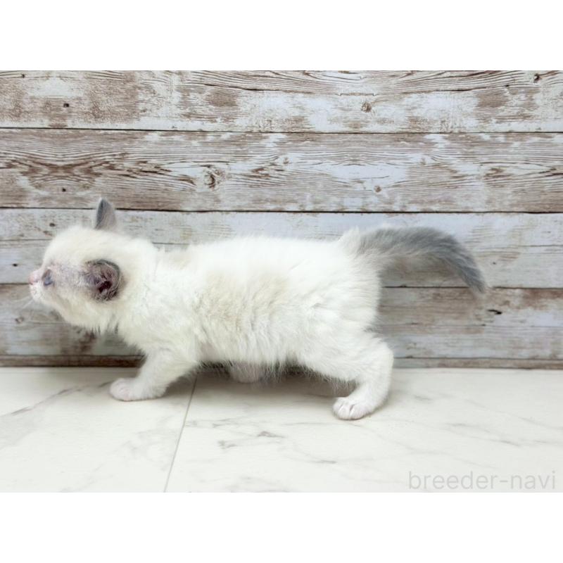 販売中の千葉県のラグドール-133882の5枚目