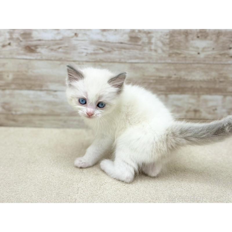 販売中の千葉県のラグドール-133882の3枚目