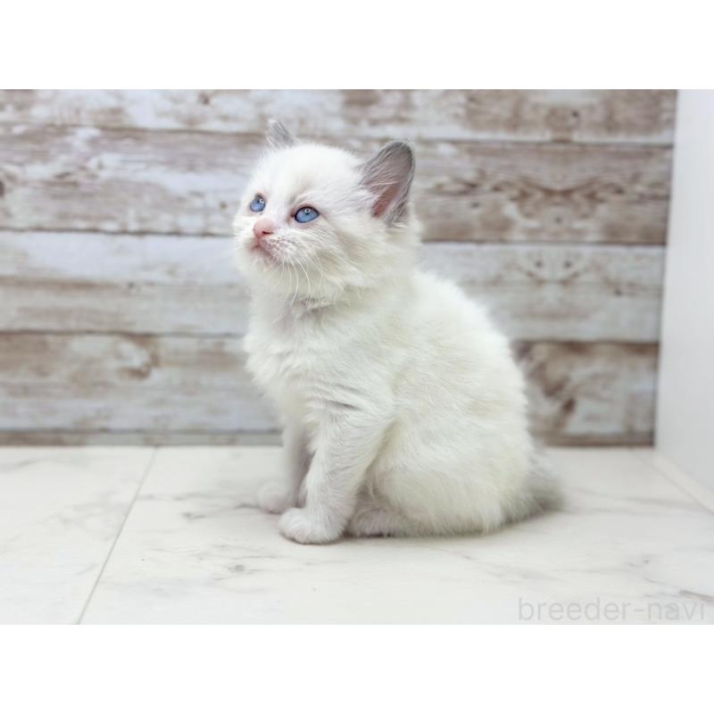 販売中の千葉県のラグドール-133882の2枚目