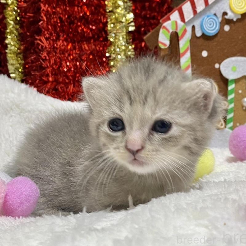 販売中の愛知県のミヌエット(短足)-133838の6枚目