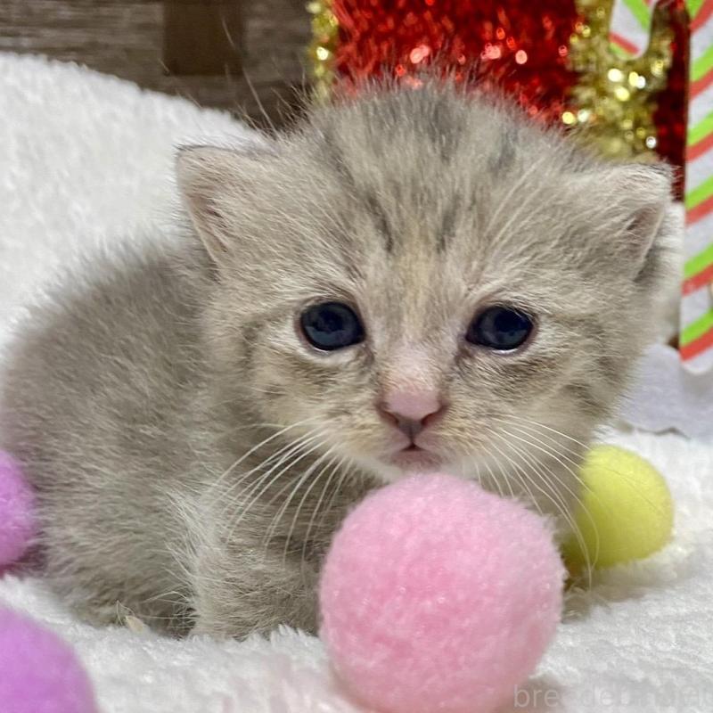 販売中の愛知県のミヌエット(短足)-133838の5枚目