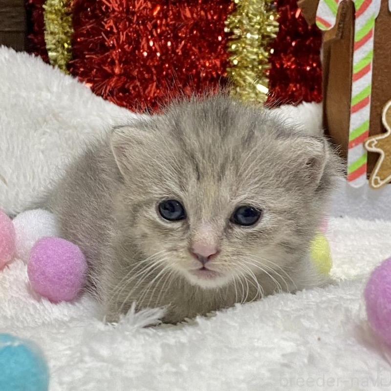 販売中の愛知県のミヌエット(短足)-133838の4枚目