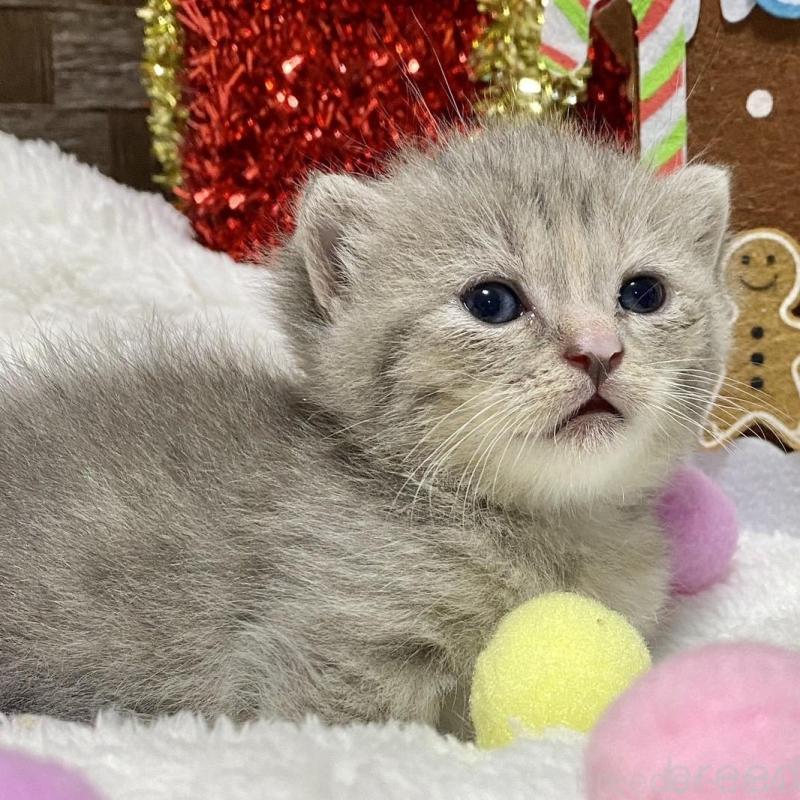 販売中の愛知県のミヌエット(短足)-133838の3枚目