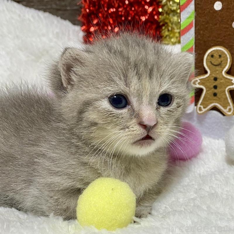 販売中の愛知県のミヌエット(短足)-133838の2枚目