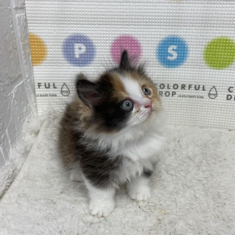 販売中の鳥取県のミヌエット(短足)-133840の11枚目