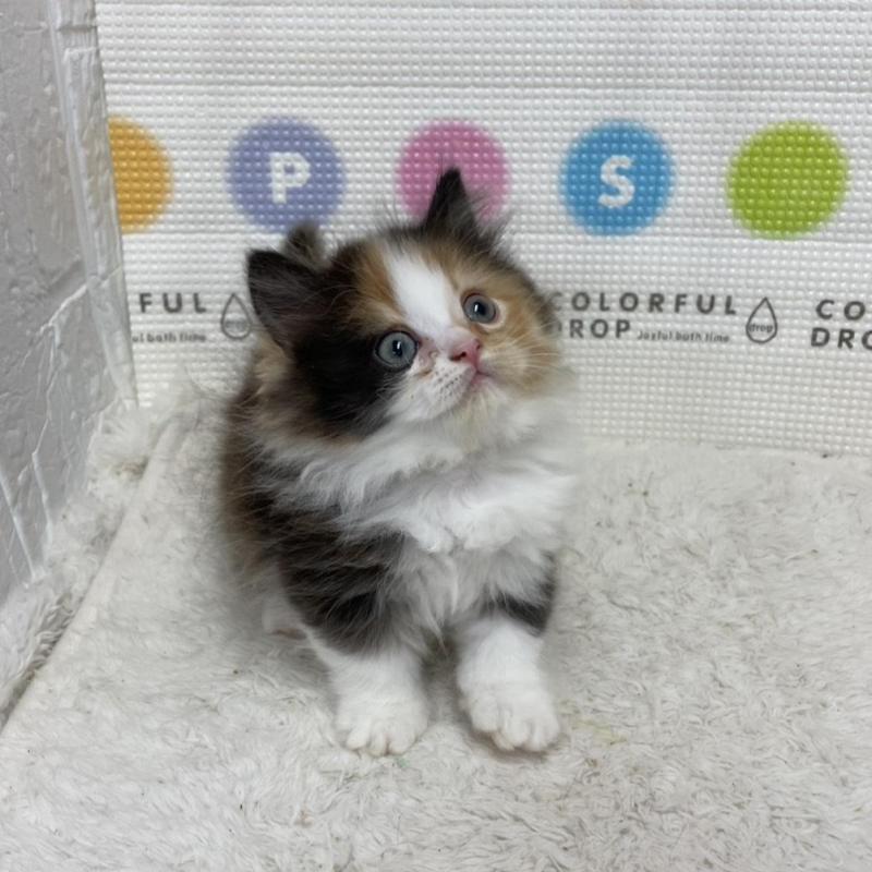 販売中の鳥取県のミヌエット(短足)-133840の10枚目