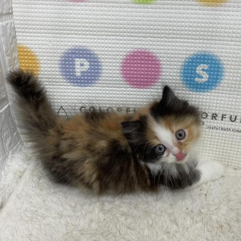 販売中の鳥取県のミヌエット(短足)-133840の9枚目