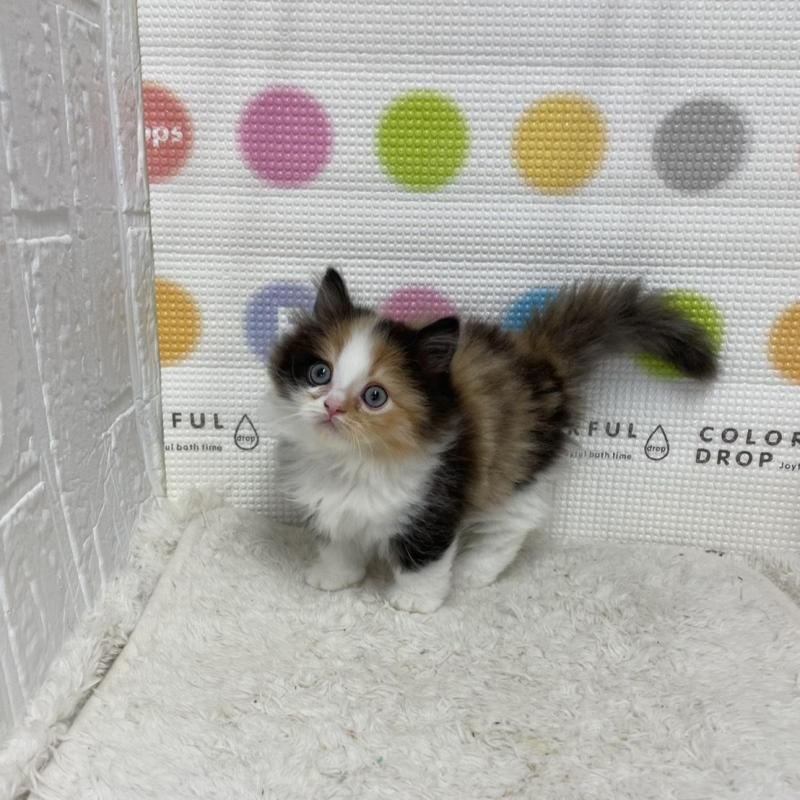 販売中の鳥取県のミヌエット(短足)-133840の8枚目