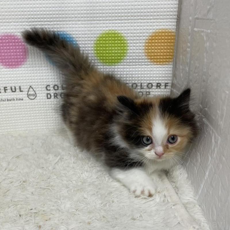 販売中の鳥取県のミヌエット(短足)-133840の7枚目