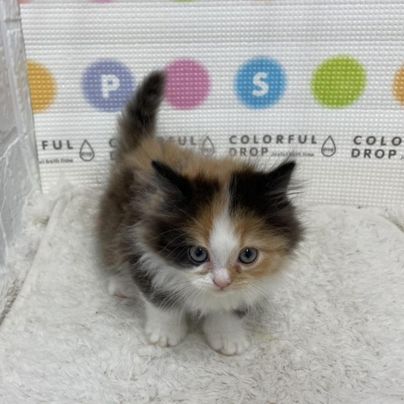 販売中の鳥取県のミヌエット(短足)-133840の6枚目