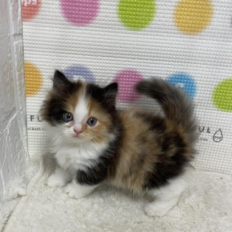 販売中の鳥取県のミヌエット(短足)-133840の5枚目