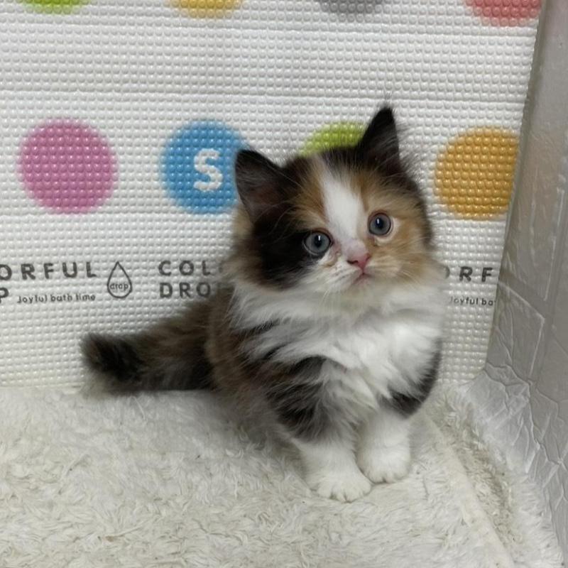 販売中の鳥取県のミヌエット(短足)-133840の3枚目