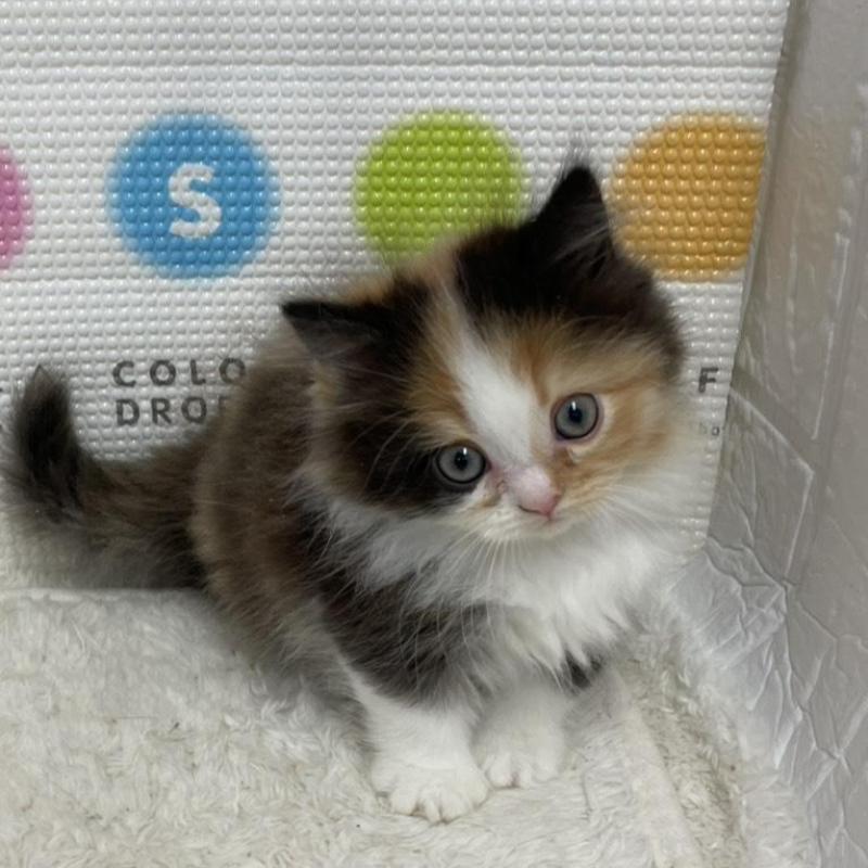 販売中の鳥取県のミヌエット(短足)-133840の1枚目