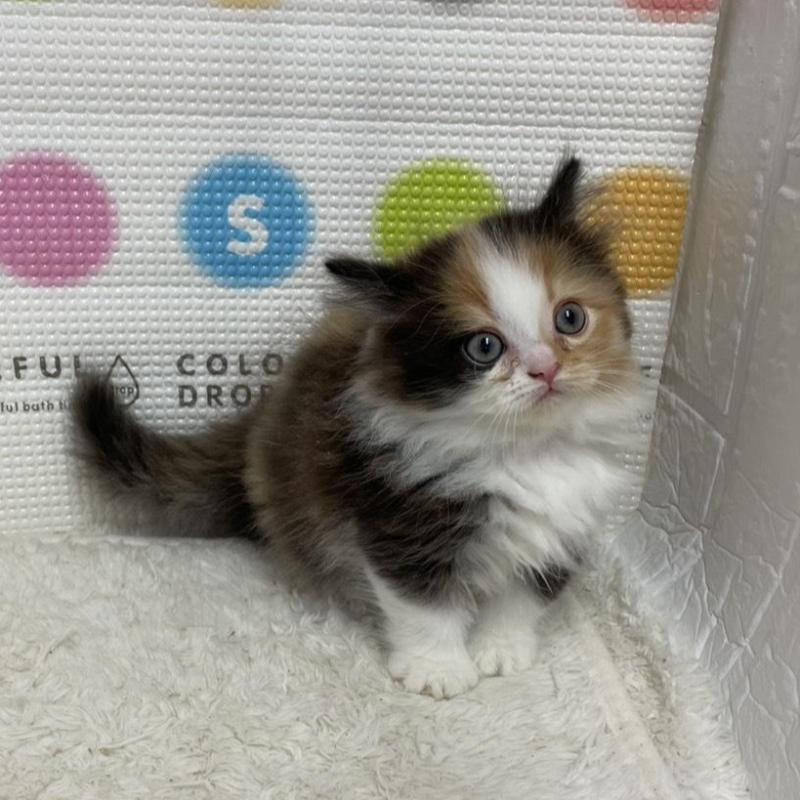 販売中の鳥取県のミヌエット(短足)-133840の2枚目