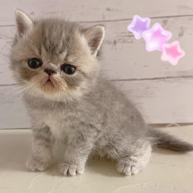 販売中の東京都のエキゾチックショートヘア-133839