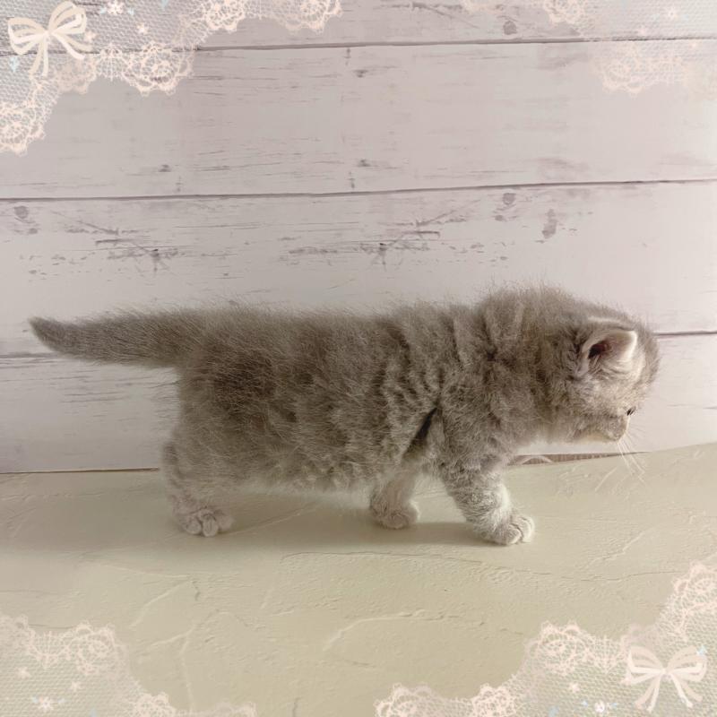 販売中の東京都のエキゾチックショートヘア-133839の5枚目