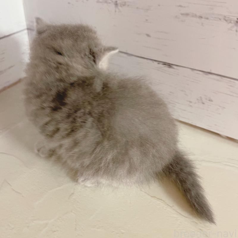 販売中の東京都のエキゾチックショートヘア-133839の4枚目