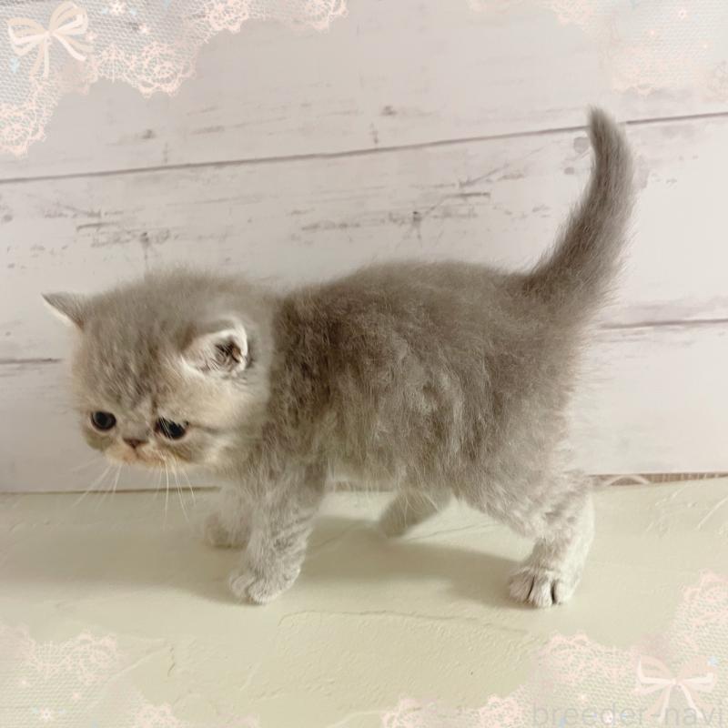 販売中の東京都のエキゾチックショートヘア-133839の3枚目