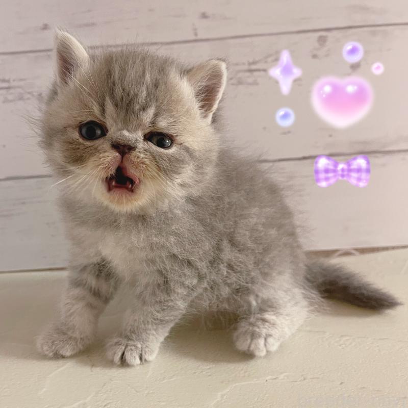 販売中の東京都のエキゾチックショートヘア-133839の2枚目