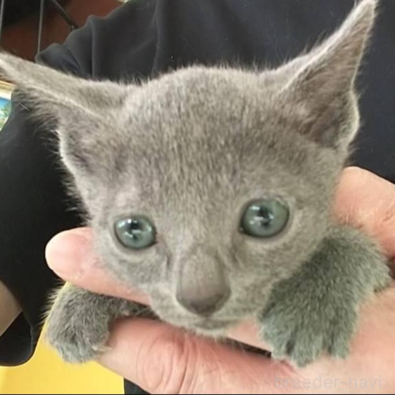 販売中の愛知県のロシアンブルー-132327