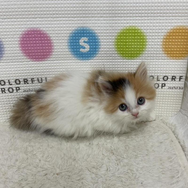 販売中の鳥取県のミヌエット-133841の13枚目