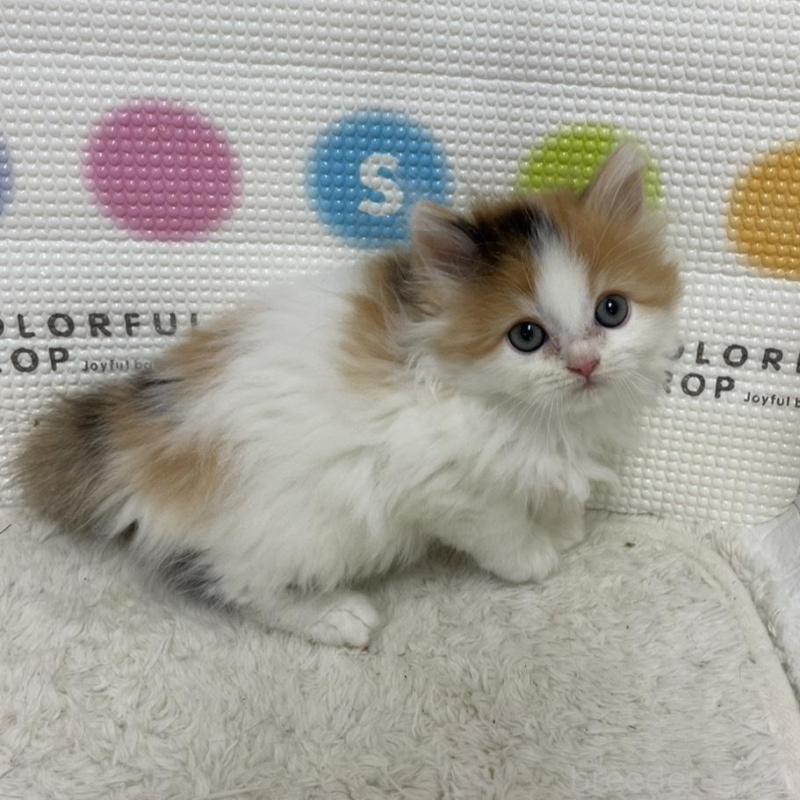 販売中の鳥取県のミヌエット-133841の12枚目