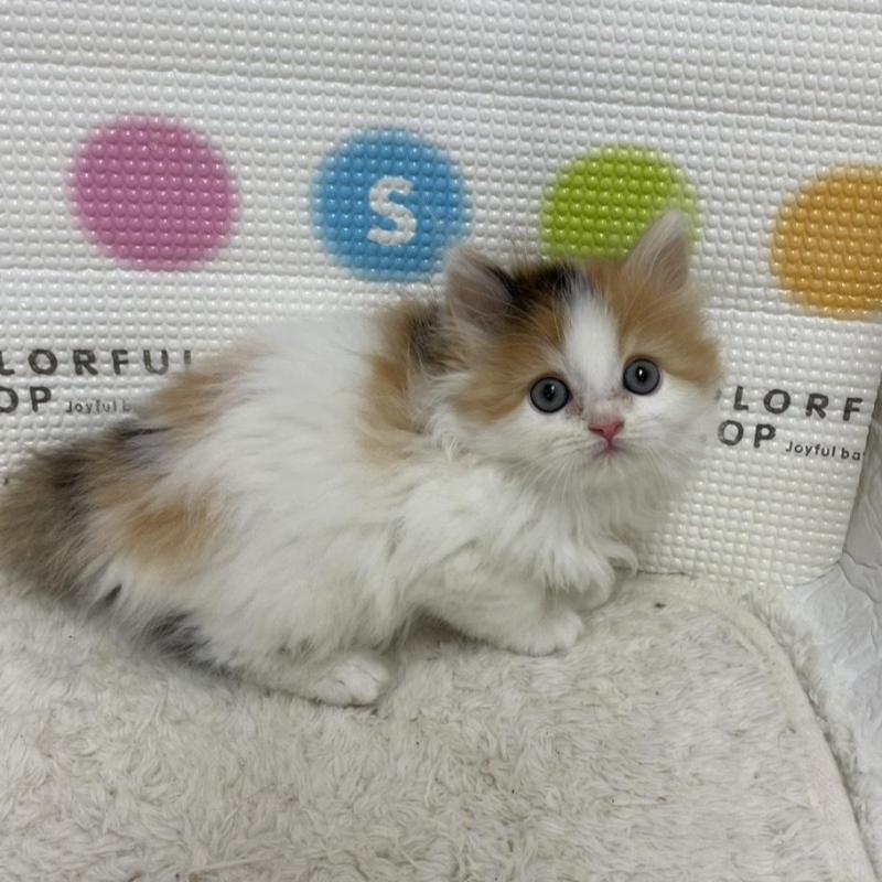 販売中の鳥取県のミヌエット-133841の11枚目