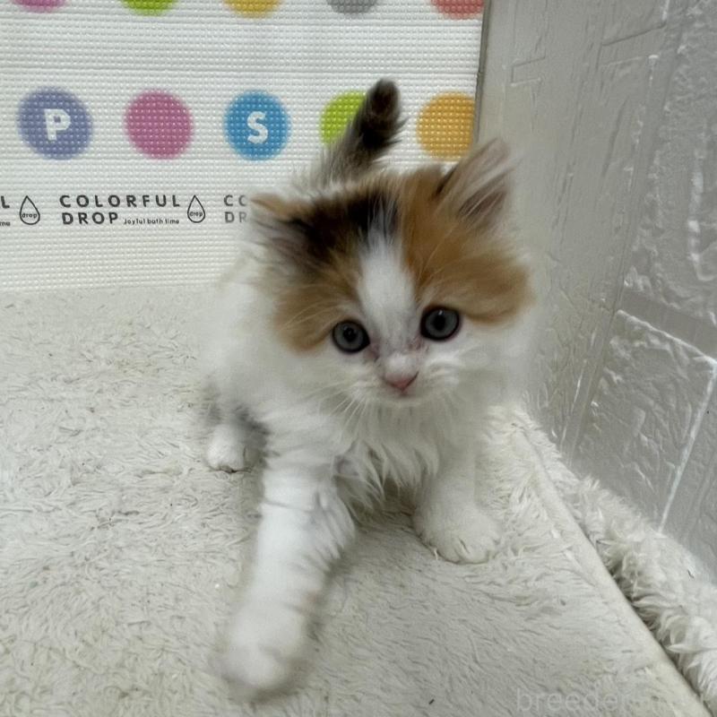 販売中の鳥取県のミヌエット-133841の10枚目