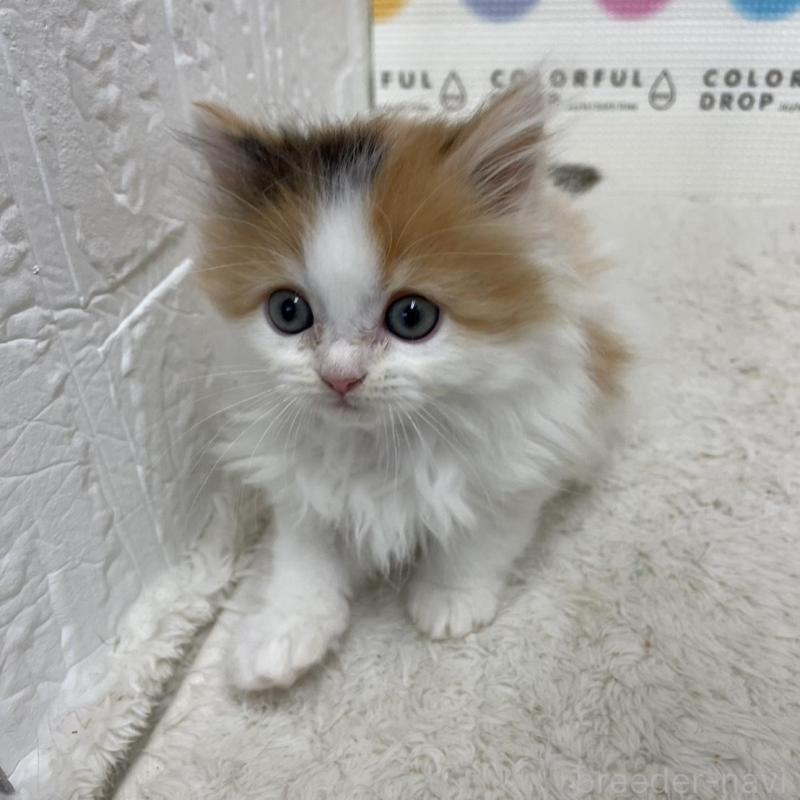 販売中の鳥取県のミヌエット-133841の9枚目