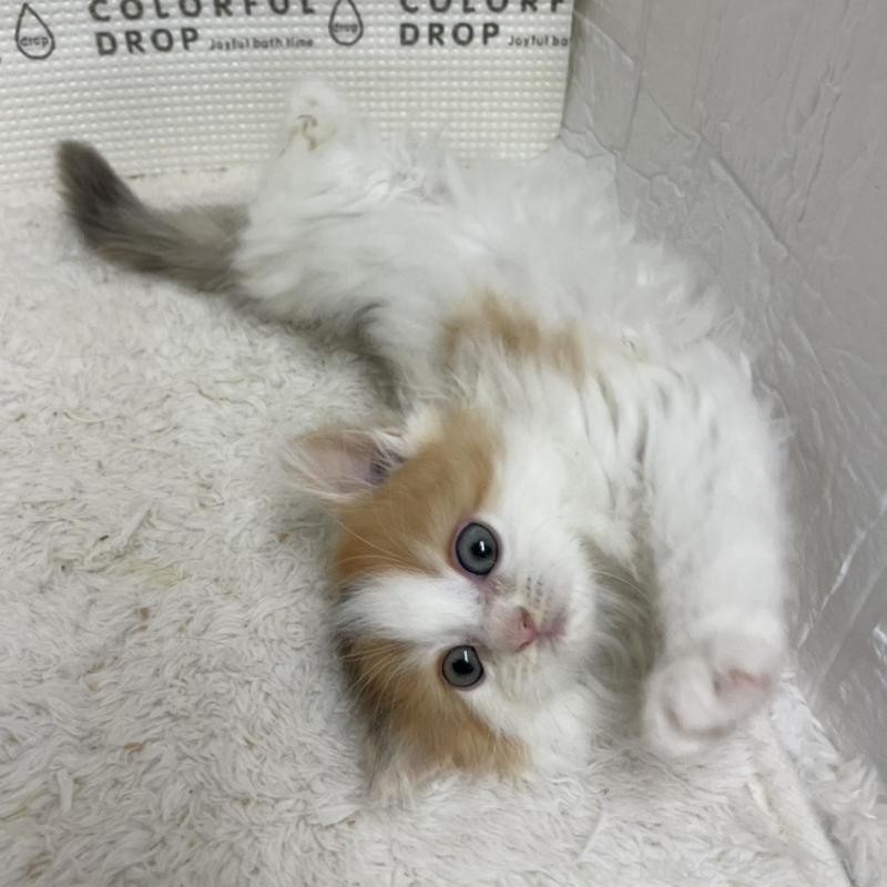 販売中の鳥取県のミヌエット-133841の8枚目