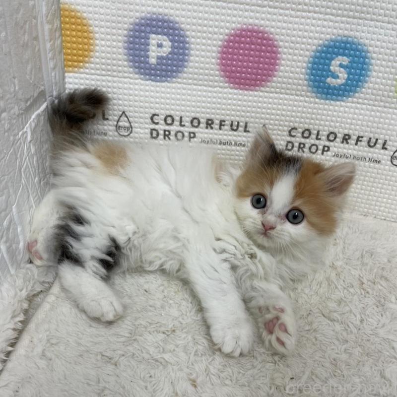 販売中の鳥取県のミヌエット-133841の7枚目