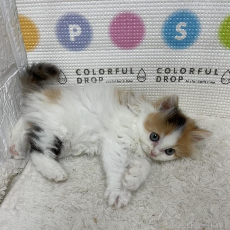 販売中の鳥取県のミヌエット-133841の6枚目