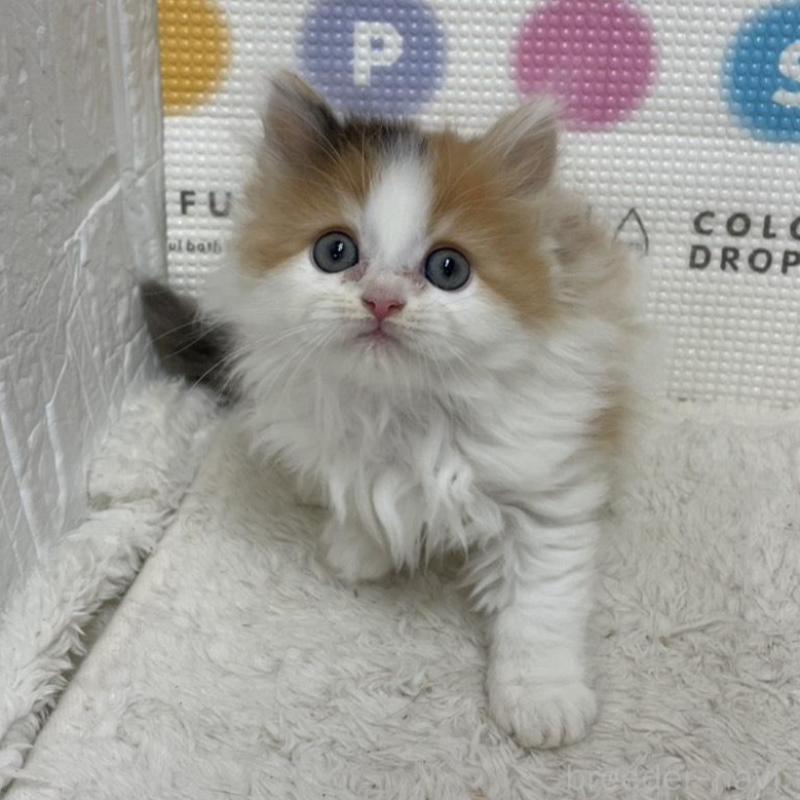 販売中の鳥取県のミヌエット-133841の5枚目