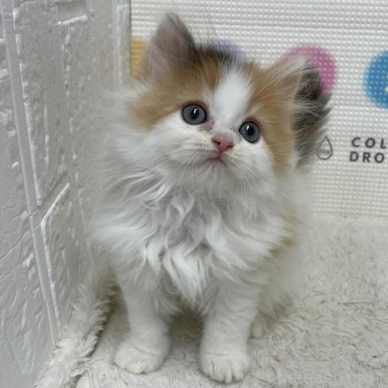 販売中の鳥取県のミヌエット-133841の4枚目